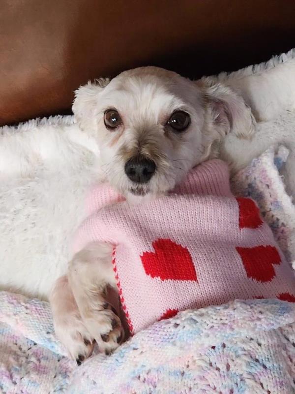 /Images/uploads/Louies Legacy Animal Rescue/cutest-rescue-pet-2023/entries/28069thumb.jpg